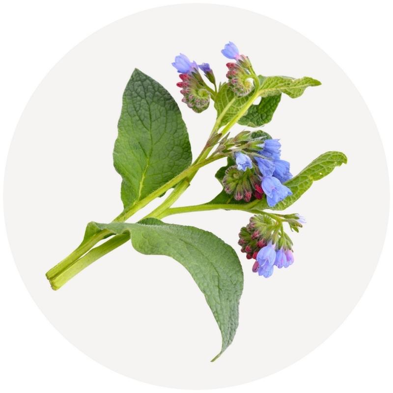 Comfrey